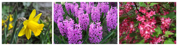 scent sciences - flowers - blog